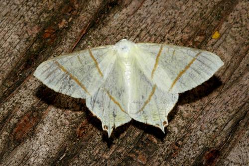 Réf. 185 703 : Ourapteryx sambucaria
